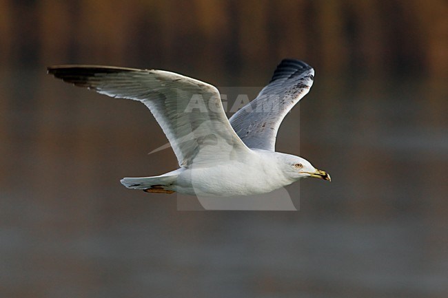 Adulte winterkleed Geelpootmeeuw in vlucht;  Yellow-legged Gull winterplumage in flight stock-image by Agami/Daniele Occhiato,