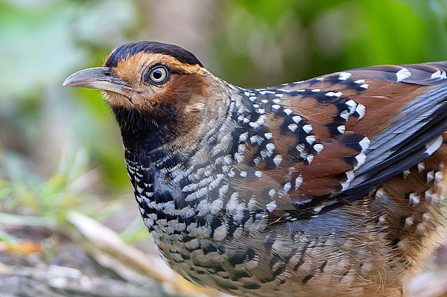 Spotted laughingthrush (Ianthocincla ocellata) in Nepal. stock-image by Agami/Dani Lopez-Velasco,
