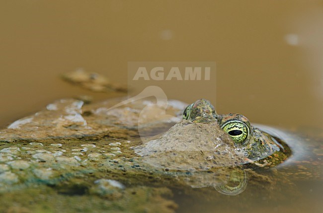 Rugstreeppad in een modder poeltje, Natterjack in a mudd pool stock-image by Agami/Rob de Jong,