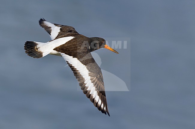Beccaccia di mare; Oystercatcher; Haematopus ostralegus stock-image by Agami/Daniele Occhiato,