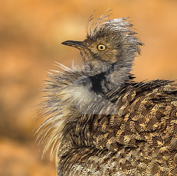 Houbara Bustard (Clamydotis undulata fuertaventurae) male displaying on Fuerteventura island, Canary islands. stock-image by Agami/Daniele Occhiato,