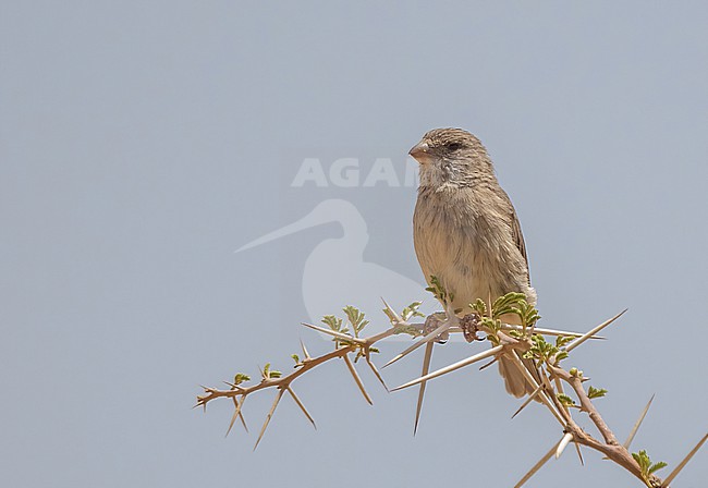  stock-image by Agami/Eduard Sangster,