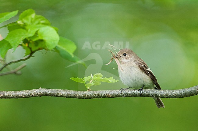 European Pied Flycatcher - Trauerschnäpper - Ficedula hypoleuca ssp. hypoleuca, Germany, female 2nd cy stock-image by Agami/Ralph Martin,
