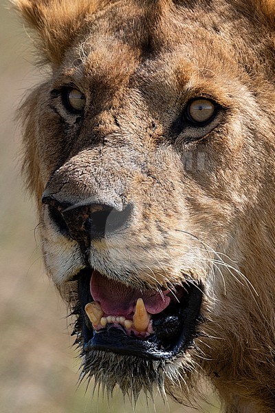 Close up portrait of a  male lion, Panthera leo. Seronera, Serengeti National Park, Tanzania stock-image by Agami/Sergio Pitamitz,
