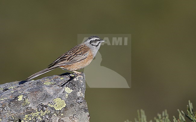 Rock Bunting, Emberiza cia, at Cantabrian Mountains, Castillia y Leon, Spain stock-image by Agami/Helge Sorensen,