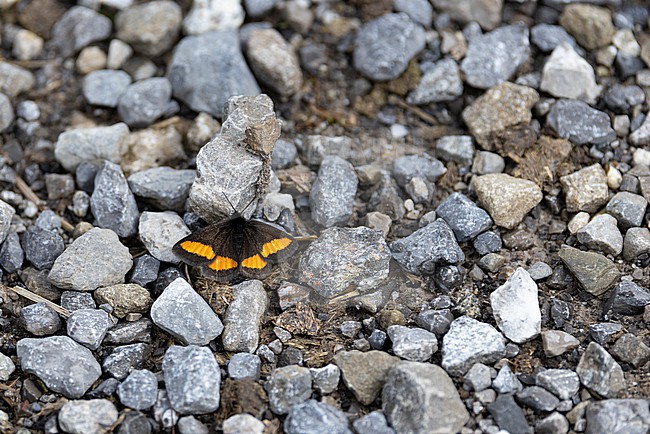 Psodos quadrifaria is a nocturnal butterfly of the Geometriedae family stock-image by Agami/Mathias Putze,