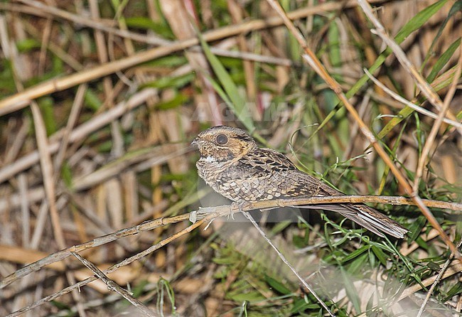 Common Pauraque (Nyctidromus albicollis) in Mexico. stock-image by Agami/Pete Morris,