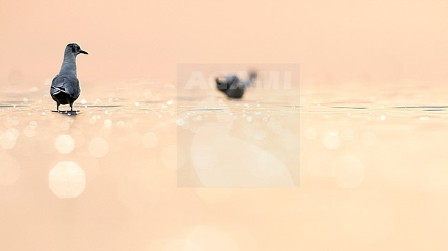 Black-headed Gull - Lachmöwe - Larus ridibundus, Germany, adult, winter plumage stock-image by Agami/Ralph Martin,