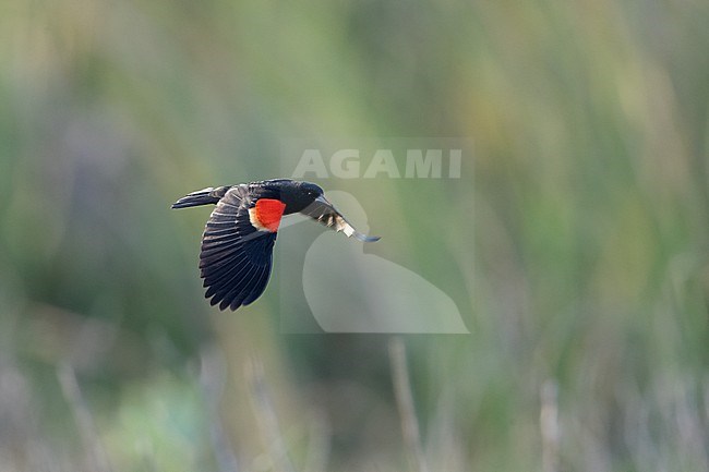 Red-winged Blackbird (Agelaius phoeniceus), male in flight in Florida, USA stock-image by Agami/Helge Sorensen,