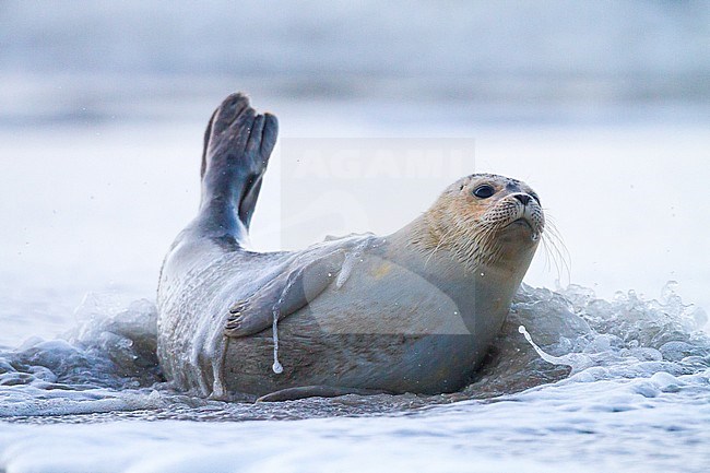 Common Seal, Phoca vitulina, immature animal resting on the beach with high tide at sunset during storm. Portrait of the seal hit by the rising tide. stock-image by Agami/Menno van Duijn,