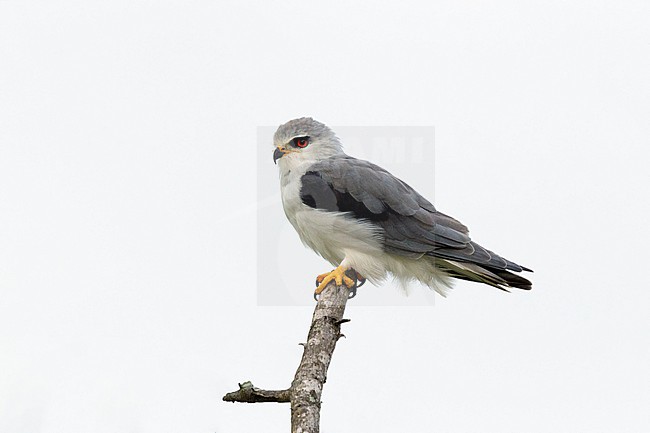 Grijze Wouw zittend op tak; Black-winged Kite sitting on branch, stock-image by Agami/Walter Soestbergen,