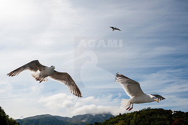Sea gulls in flight above Hollandsfjord. Hollandsfjord, Svartisen, Norway. stock-image by Agami/Sergio Pitamitz,