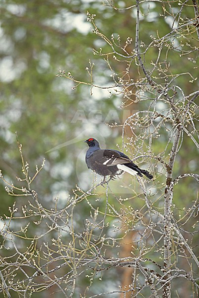 Korhoen zittend in boom; Black Grouse perched in tree stock-image by Agami/Markus Varesvuo,