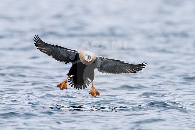 King Eider - Prachteiderente - Somateria spectabilis, Norway, adult male stock-image by Agami/Ralph Martin,