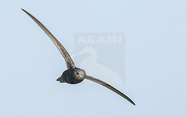 Common Swift (Apus apus) in flight, on migration. stock-image by Agami/Lennart Verheuvel,