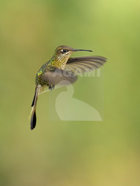 Endangered and endemic female Marvelous Spatuletail (Loddigesia mirabilis) hummingbird in flight in San Martin, Peru, South America. stock-image by Agami/Steve Sánchez,