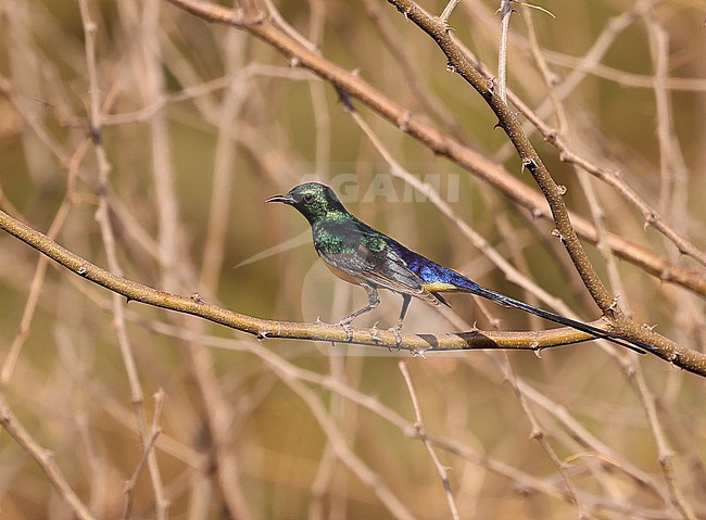 Nile Valley Sunbird male perched on a branch of a small acacia tree stock-image by Agami/Thierry Quelennec,