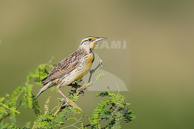 Adult Chihuahuan Meadowlark (Sturnella lilianae)
Cochise Co., Arizona, USA
May stock-image by Agami/Brian E Small,