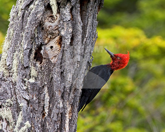 Mannetje Magelhaenspecht; Male Magellanic Woodpecker stock-image by Agami/Marc Guyt,