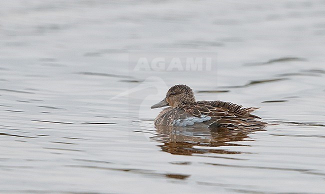 Blue-winged Teal, Anas discors, at Cape May, New Jersey, USA stock-image by Agami/Helge Sorensen,