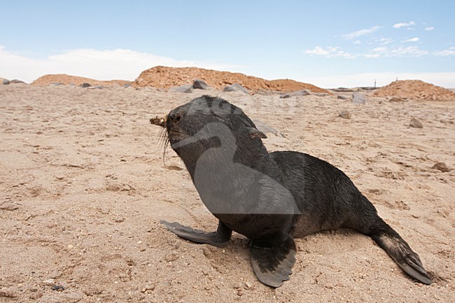 Kaapse pelsrob jong die zijn moeder kwijt is Cape Cross Namibie, Cape Fur Seal pup lost its mother Cape Cross Namibia stock-image by Agami/Wil Leurs,