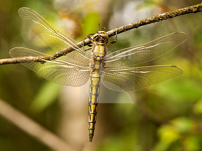 Vers mannetje Gewone oeverlibel, Immature male Black-tailed Skimmer stock-image by Agami/Wil Leurs,