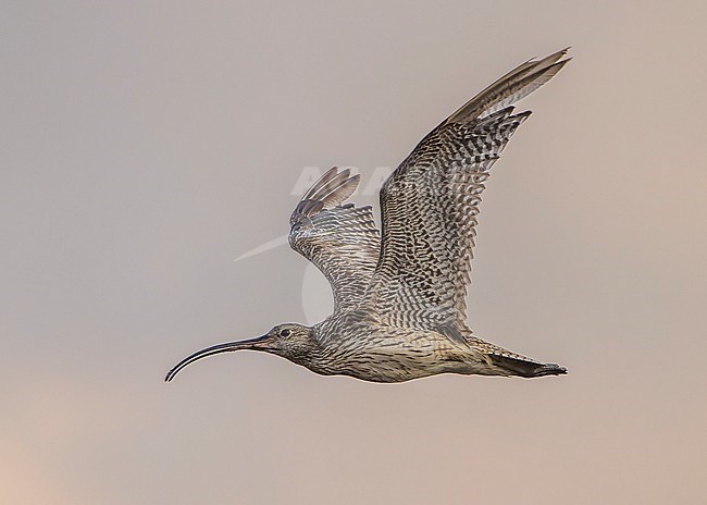 Moulting Far Eastern Curlew (Numenius madagascariensis) in flight in the evening. stock-image by Agami/Lennart Verheuvel,