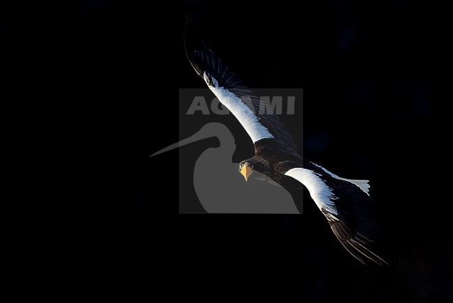 Volwassen Stellers zeearend in vlucht, Adult Stellers Sea-eagle in flight stock-image by Agami/Markus Varesvuo,