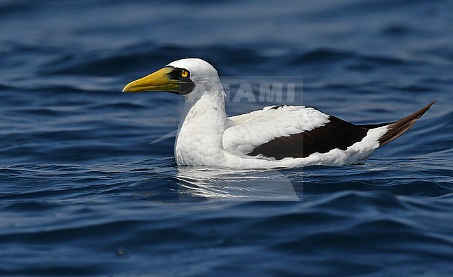 Masked Booby (Sula dactylatra) off the coast of Oman stock-image by Agami/Eduard Sangster,