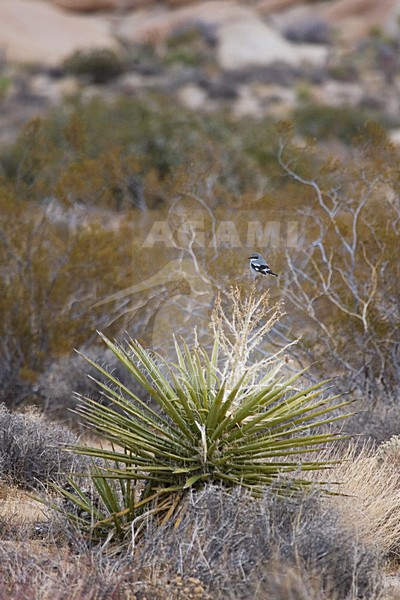 Amerikaanse Klapekster in het landschap; Loggerhead Shrike in landscape stock-image by Agami/Martijn Verdoes,