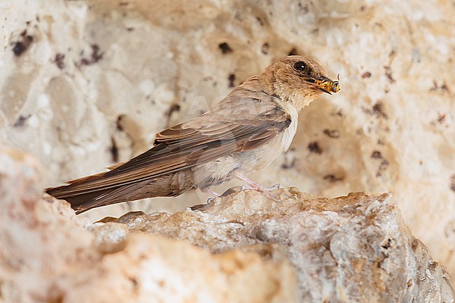 Crag Martin (Ptyonoprogne rupestris), adult perched on a rock with a caught fly, Campania, Italy stock-image by Agami/Saverio Gatto,