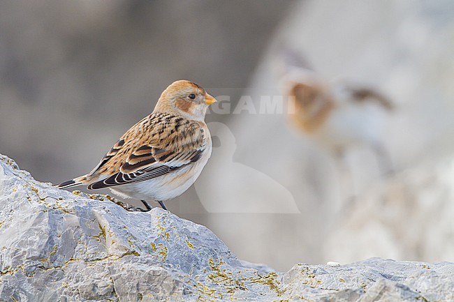 Snow Bunting, Plectrophenax nivalis, in winter plumage sitting on basalt rocks part of small flock wintering at North Sea coast. Adult winter female of nominate subspecies nivalis perched on rock and seen of the back with second bird in background. stock-image by Agami/Menno van Duijn,