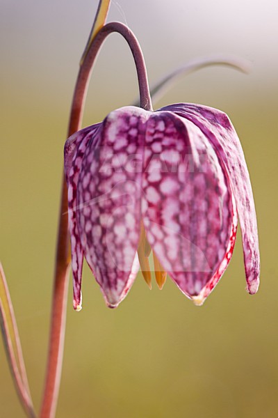 Kievitsbloem, Fritillaria meleagris stock-image by Agami/Theo Douma,