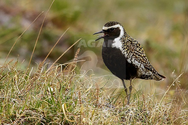 Pacific Golden Plover (Pluvialis fulva)  perched on the tundra in Nome, Alaska. stock-image by Agami/Glenn Bartley,