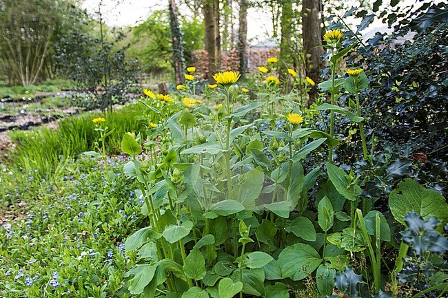 Leopard’s-Bane flower stock-image by Agami/Wil Leurs,