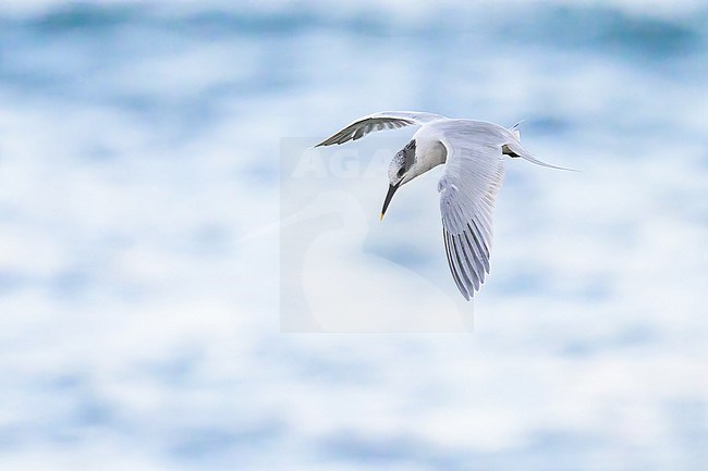Sandwich tern (Thalasseus sandvicensis) flying, with the sea as background. stock-image by Agami/Sylvain Reyt,
