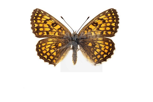 Nickerl's Fritillary, Steppeparelmoervlinder, Melitaea aurelia stock-image by Agami/Wil Leurs,