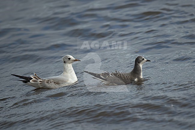 Sabine's Gull (Xema sabini) young bird swimming in Sweden, Black-headed Gull as comparison stock-image by Agami/Kari Eischer,