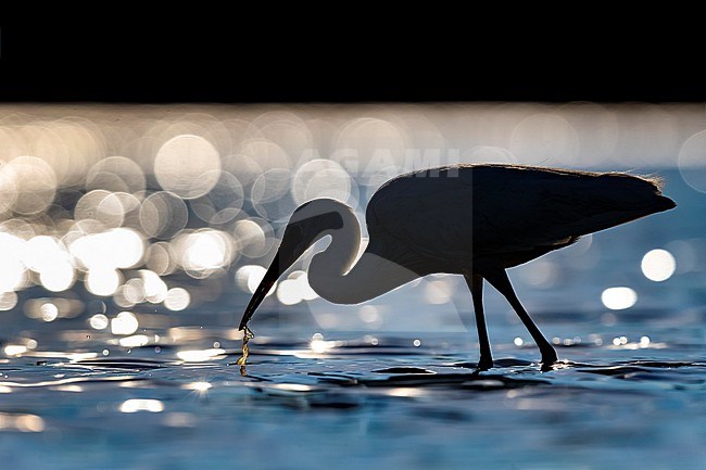 Little Egret (Egretta garzetta) in Italy stock-image by Agami/Daniele Occhiato,