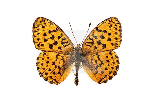 Marbled Fritillary, Braamparelmoervlinder, Brenthis daphne stock-image by Agami/Wil Leurs,