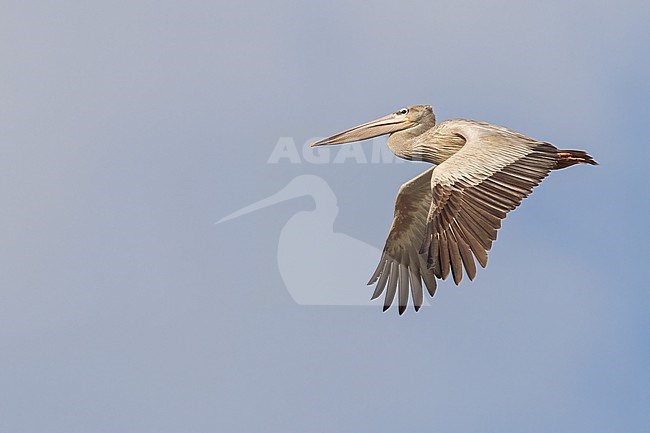 Pink-backed Pelican (Pelecanus rufescens) in flight in Tanzania. stock-image by Agami/Dubi Shapiro,