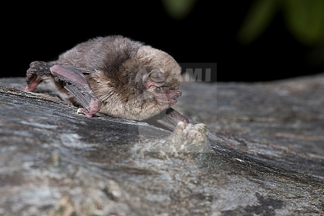 Schreibers' Bat is sitting on a tree stock-image by Agami/Theo Douma,