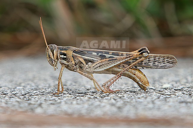 American Bird Grasshopper (Schistocerca americana) at Green Swamp, Florida. stock-image by Agami/Tom Friedel,