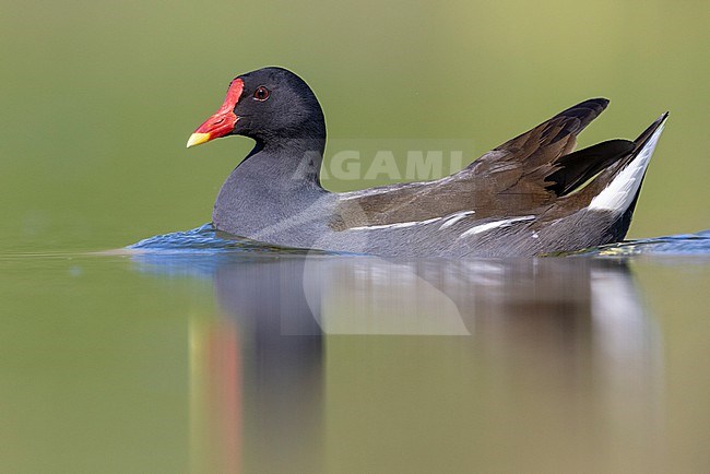 Common Moorhen (Gallinula chloropus), side view of an adult swimming in the water, Campania, Italy stock-image by Agami/Saverio Gatto,