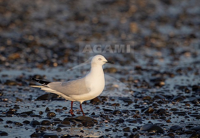 Adult Black-billed Gull (Chroicocephalus bulleri) in New Zealand, standing on the beach near Miranda on North Island. An endangered endemic species of gull. stock-image by Agami/Marc Guyt,