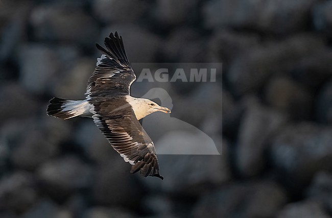  stock-image by Agami/Eduard Sangster,