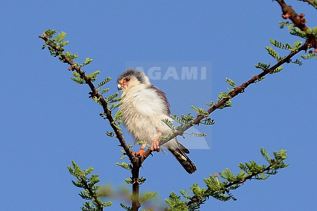 Adult Pygmy Falcon (Polihierax semitorquatus), also known as Pygmy Falcon Falcon, perched in Acacia tree in Ethiopia. stock-image by Agami/Laurens Steijn,