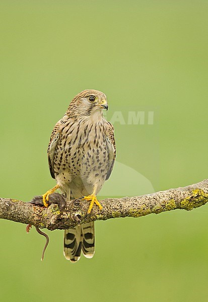 Common Kestrel with prey stock-image by Agami/Alain Ghignone,