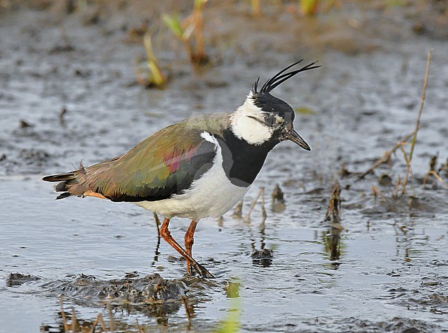 Vanellus vanellus, Northern Lapwing stock-image by Agami/Eduard Sangster,