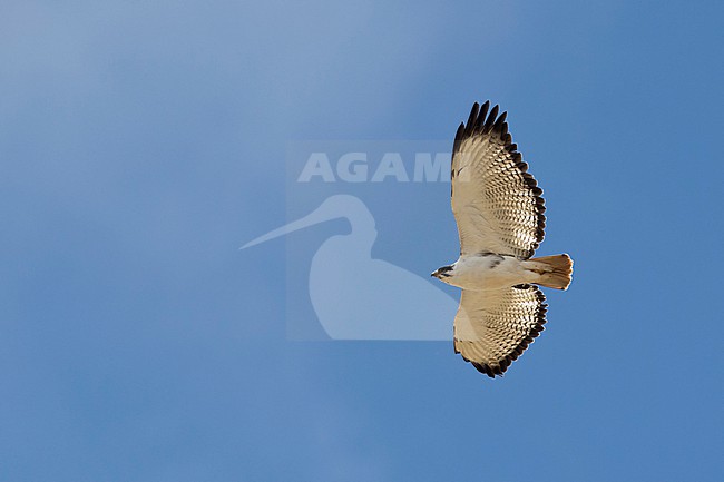 Adult augur buzzard (Buteo augur) flying in the blue sky above Sanetti Plateau of the Bale Mountains in Ethiopia stock-image by Agami/Mathias Putze,